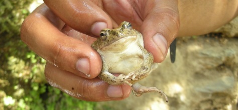 Albert The Frog
