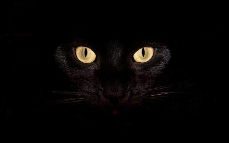 black-cat-desktop-backgrounds-wallpaper
